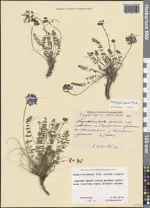 Oxytropis albana Steven, Caucasus, North Ossetia, Ingushetia & Chechnya (K1c) (Russia)