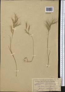 Bromus lanceolatus Roth, Middle Asia, Western Tian Shan & Karatau (M3) (Kazakhstan)