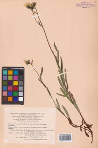 Hieracium umbellatum L., Siberia, Chukotka & Kamchatka (S7) (Russia)