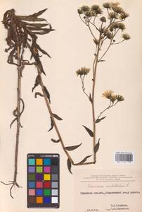 Hieracium umbellatum L., Siberia, Russian Far East (S6) (Russia)