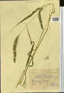 Setaria faberi R.A.W.Herrm., Siberia, Russian Far East (S6) (Russia)