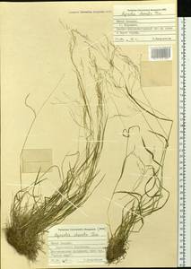 Agrostis clavata Trin., Siberia, Russian Far East (S6) (Russia)