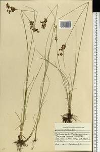 Juncus compressus Jacq., Eastern Europe, Central forest region (E5) (Russia)