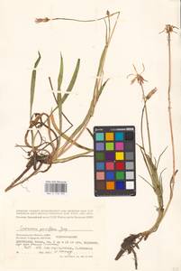Scorzonera parviflora Jacq., Eastern Europe, Lower Volga region (E9) (Russia)