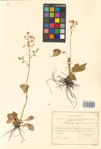 Micranthes sachalinensis (F. Schmidt) S. Akiyama & H. Ohba, Siberia, Russian Far East (S6) (Russia)