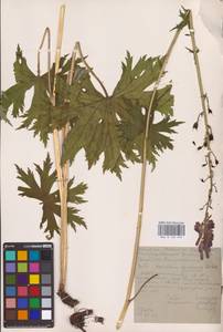 Aconitum septentrionale Koelle, Eastern Europe, Eastern region (E10) (Russia)