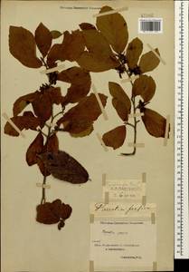Parrotia persica (DC.) C.A.Mey., Caucasus, Azerbaijan (K6) (Azerbaijan)