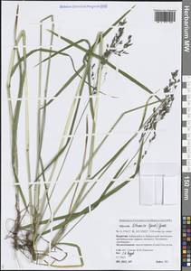 Glyceria lithuanica (Gorski) Gorski, Siberia, Baikal & Transbaikal region (S4) (Russia)