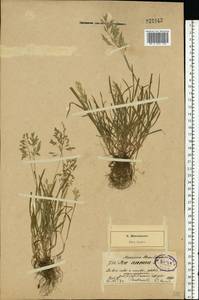 Poa annua L., Eastern Europe, North-Western region (E2) (Russia)