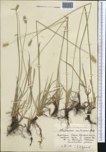 Alopecurus arundinaceus Poir., Middle Asia, Northern & Central Tian Shan (M4) (Kyrgyzstan)