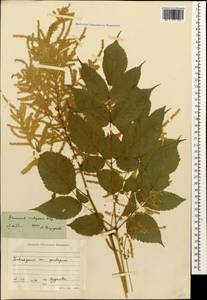 Aruncus dioicus var. kamtschaticus (Maxim.) Hara, Caucasus, Krasnodar Krai & Adygea (K1a) (Russia)
