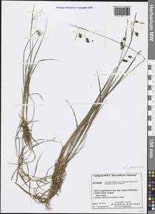 Carex magellanica subsp. irrigua (Wahlenb.) Hiitonen, Siberia, Central Siberia (S3) (Russia)