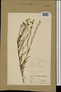 Crepis tectorum L., Eastern Europe, Central forest region (E5) (Russia)