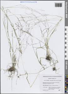Agrostis clavata Trin., Siberia, Chukotka & Kamchatka (S7) (Russia)