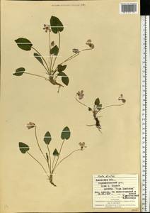 Viola hirta L., Eastern Europe, West Ukrainian region (E13) (Ukraine)