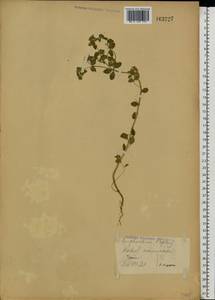 Euphorbia peplus L., Eastern Europe, Western region (E3) (Russia)