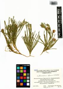 Diphasiastrum alpinum (L.) Holub, Siberia, Baikal & Transbaikal region (S4) (Russia)