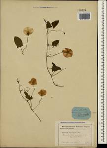 Convolvulus arvensis L., Crimea (KRYM) (Russia)