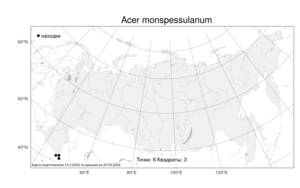 Acer monspessulanum L., Atlas of the Russian Flora (FLORUS) (Russia)