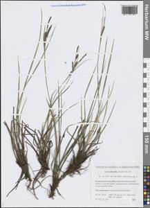 Carex nigra subsp. juncea (Fr.) Soó, Siberia, Yakutia (S5) (Russia)