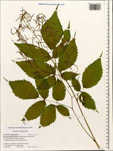 Aruncus dioicus var. kamtschaticus (Maxim.) Hara, Caucasus, Krasnodar Krai & Adygea (K1a) (Russia)
