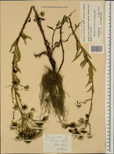 Hieracium umbellatum L., Caucasus, North Ossetia, Ingushetia & Chechnya (K1c) (Russia)