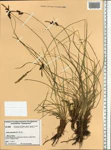 Carex nigra subsp. juncea (Fr.) Soó, Siberia, Central Siberia (S3) (Russia)