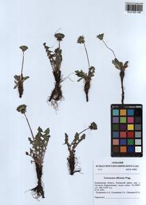 Taraxacum officinale Weber ex F. H. Wigg., Siberia, Altai & Sayany Mountains (S2) (Russia)