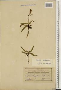 Lactuca tatarica (L.) C. A. Mey., Caucasus, Azerbaijan (K6) (Azerbaijan)