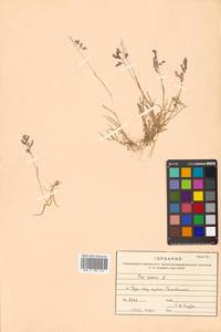 Poa annua L., Siberia, Russian Far East (S6) (Russia)