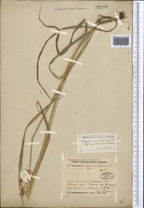 Alopecurus arundinaceus Poir., Middle Asia, Northern & Central Kazakhstan (M10) (Kazakhstan)