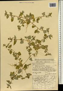 Atriplex sibirica L., Mongolia (MONG) (Mongolia)