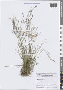 Agrostis clavata Trin., Siberia, Central Siberia (S3) (Russia)