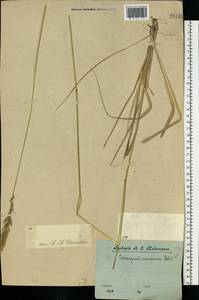 Calamagrostis arundinacea (L.) Roth, Eastern Europe, Central forest region (E5) (Russia)