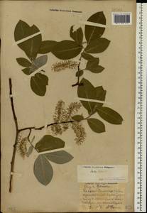 Salix caprea L., Eastern Europe, Volga-Kama region (E7) (Russia)