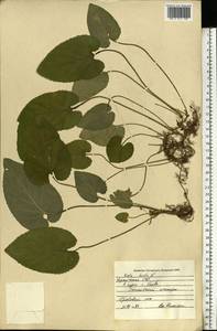 Viola hirta L., Eastern Europe, North Ukrainian region (E11) (Ukraine)