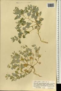 Atriplex sibirica L., Mongolia (MONG) (Mongolia)