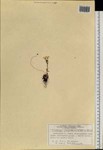 Saxifraga flagellaris Sternb. & Willd., Siberia, Altai & Sayany Mountains (S2) (Russia)