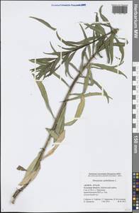Hieracium umbellatum L., Eastern Europe, Central region (E4) (Russia)