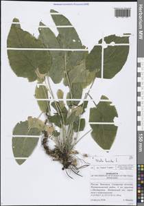 Viola hirta L., Eastern Europe, Middle Volga region (E8) (Russia)