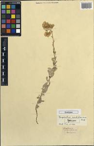 Vellereophyton dealbatum (Thunb.) Hilliard & B.L.Burtt, Caucasus (no precise locality) (K0) (Not classified)