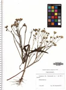 Crepis tectorum L., Eastern Europe, Middle Volga region (E8) (Russia)