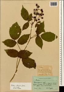 Rubus ibericus Juz., Caucasus, Krasnodar Krai & Adygea (K1a) (Russia)