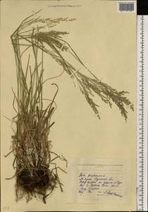 Poa pratensis L., Eastern Europe, North Ukrainian region (E11) (Ukraine)