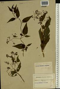 Solanum dulcamara L., Eastern Europe, South Ukrainian region (E12) (Ukraine)