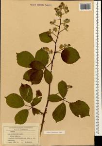 Rubus ibericus Juz., Caucasus, Black Sea Shore (from Novorossiysk to Adler) (K3) (Russia)