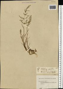 Catabrosa aquatica (L.) P.Beauv., Eastern Europe, Central forest region (E5) (Russia)