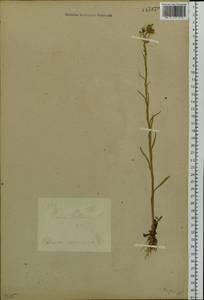 Crepis tectorum L., Siberia, Baikal & Transbaikal region (S4) (Russia)