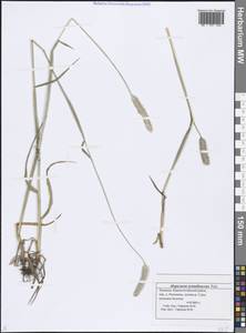 Alopecurus arundinaceus Poir., Eastern Europe, Middle Volga region (E8) (Russia)