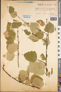 Betula pendula Roth, Eastern Europe, Eastern region (E10) (Russia)